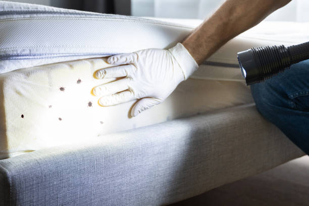 Best Termite Control Services  in Tutwiler, MS